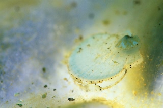 「ホタテガイ」のサムネイル画像