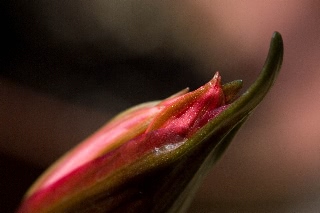 「ダイヤモンドリリー(ネリネ)」のサムネイル画像