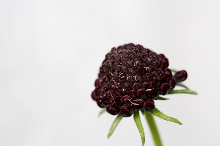 「Black Knight(ブラックナイト)」のサムネイル画像