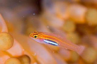 「シロオビイソハゼ」のサムネイル画像