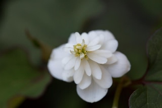 「無題」のサムネイル画像