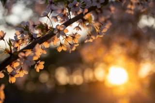 「ソメイヨシノ(染井吉野)」のサムネイル画像