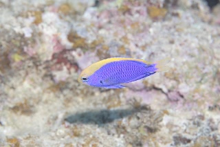 「セナキルリスズメダイ」のサムネイル画像