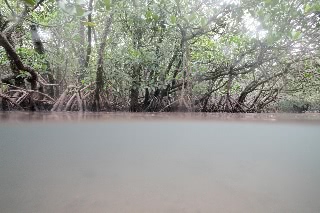 「マングローブ林」のサムネイル画像