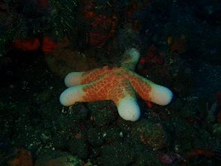 「カワテブクロ」のサムネイル画像