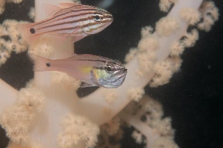 「ネンブツダイ」のサムネイル画像