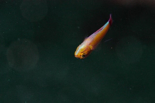 「アオギハゼ」のサムネイル画像