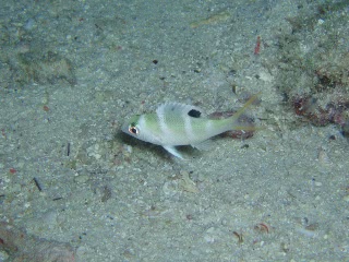 「ヨコシマクロダイ」のサムネイル画像