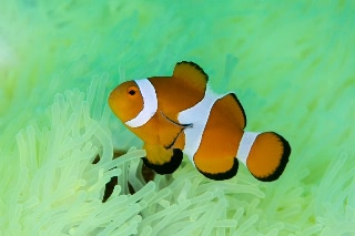 「カクレクマノミ(Western Clown Anemonefish)」のサムネイル画像