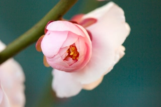 「ウメ」のサムネイル画像