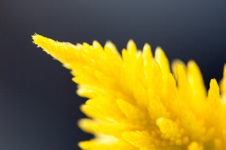 「ケイトウ(鶏頭)」のサムネイル画像