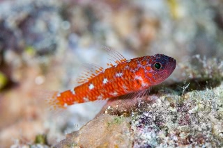「チゴベニハゼ(Red Pygmy-goby)」のサムネイル画像