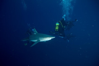 「カマストガリザメ(Blacktip shark)」のサムネイル画像