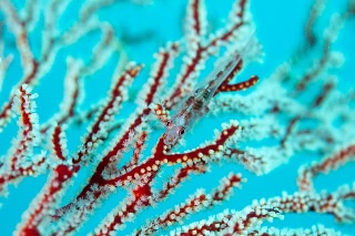 「ガラスハゼ」のサムネイル画像