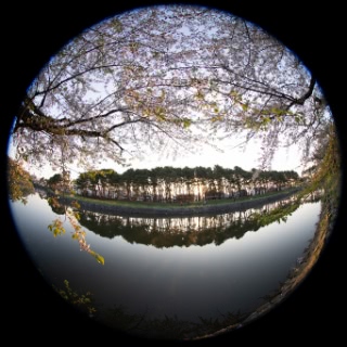 「ソメイヨシノ(染井吉野)」のサムネイル画像