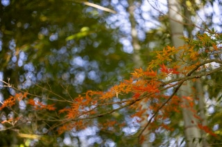 「無題」のサムネイル画像