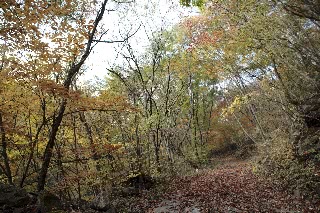 「遊歩道」のサムネイル画像