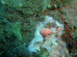 「イザリウオ(カエルアンコウ)」のサムネイル画像