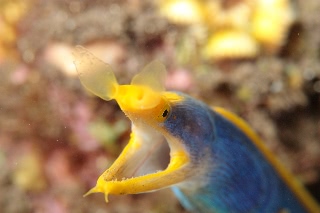 「ハナヒゲウツボ(blue ribbon eel)」のサムネイル画像