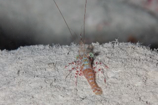 「エンヤサラサエビ」のサムネイル画像