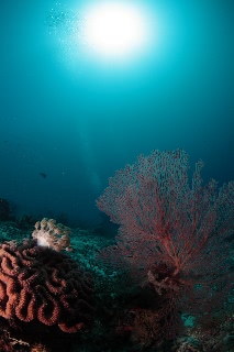 「無題」のサムネイル画像