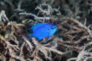 「springer's demoiselle(スプリンガーズ・ドゥモワゼル)」のサムネイル画像