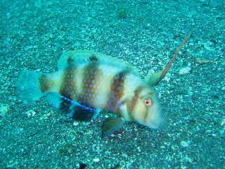 「テンス」のサムネイル画像