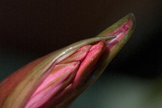 「ダイヤモンドリリー(ネリネ)」のサムネイル画像