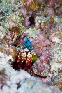 「モンハナシャコ」のサムネイル画像