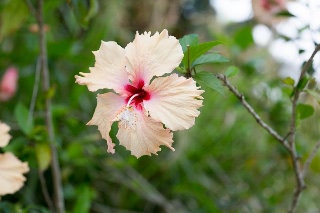 「ブッソウゲ(仏桑花,ハイビスカス)」のサムネイル画像