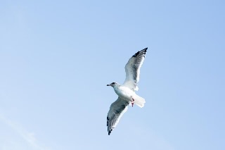 「セグロカモメ」のサムネイル画像