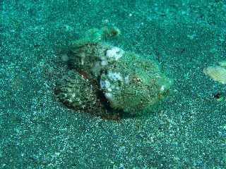 「カサゴの仲間」のサムネイル画像