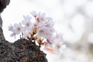 「ソメイヨシノ(染井吉野)」のサムネイル画像