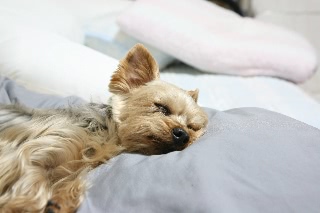 「ふにぃ」のサムネイル画像