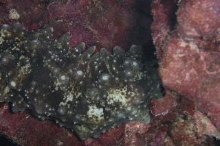 「オニイボナマコ」のサムネイル画像