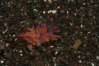 「セスジミノウミウシ」のサムネイル画像