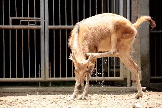「シフゾウ」のサムネイル画像