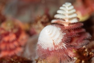 「イバラカンザシ(Christmas tree worm)」のサムネイル画像