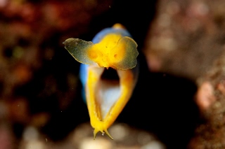 「ハナヒゲウツボ(blue ribbon eel)」のサムネイル画像