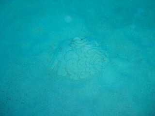 「ギボシムシのウンコ」のサムネイル画像