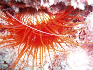 「ウコンハネガイ」のサムネイル画像