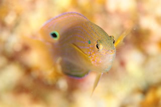 「クロメガネスズメダイ」のサムネイル画像