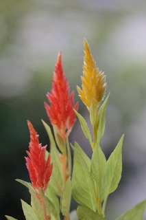 「ケイトウ(鶏頭)」のサムネイル画像