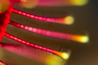 「ウミシダの仲間(sea feather)」のサムネイル画像