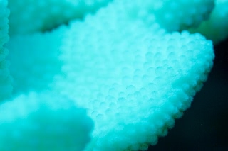 「サンゴの仲間」のサムネイル画像