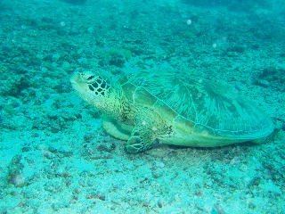 「アオウミガメ(Green turtle)」のサムネイル画像