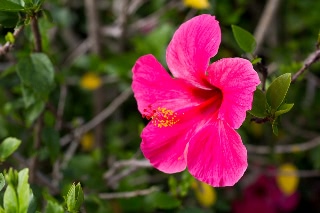 「ブッソウゲ(仏桑花,ハイビスカス)」のサムネイル画像