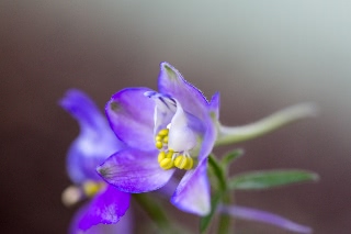 「植物の仲間」のサムネイル画像