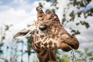 「アミメキリン」のサムネイル画像