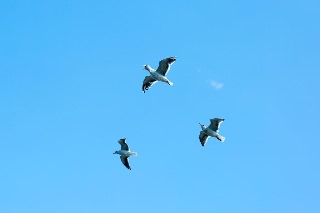 「セグロカモメ」のサムネイル画像